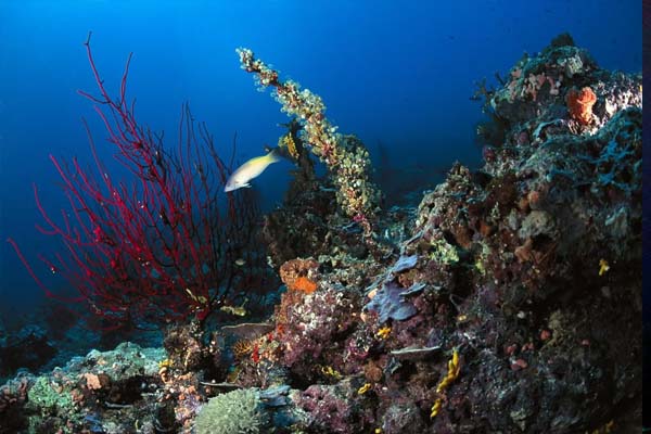 海洋王国里的生物链.jpg